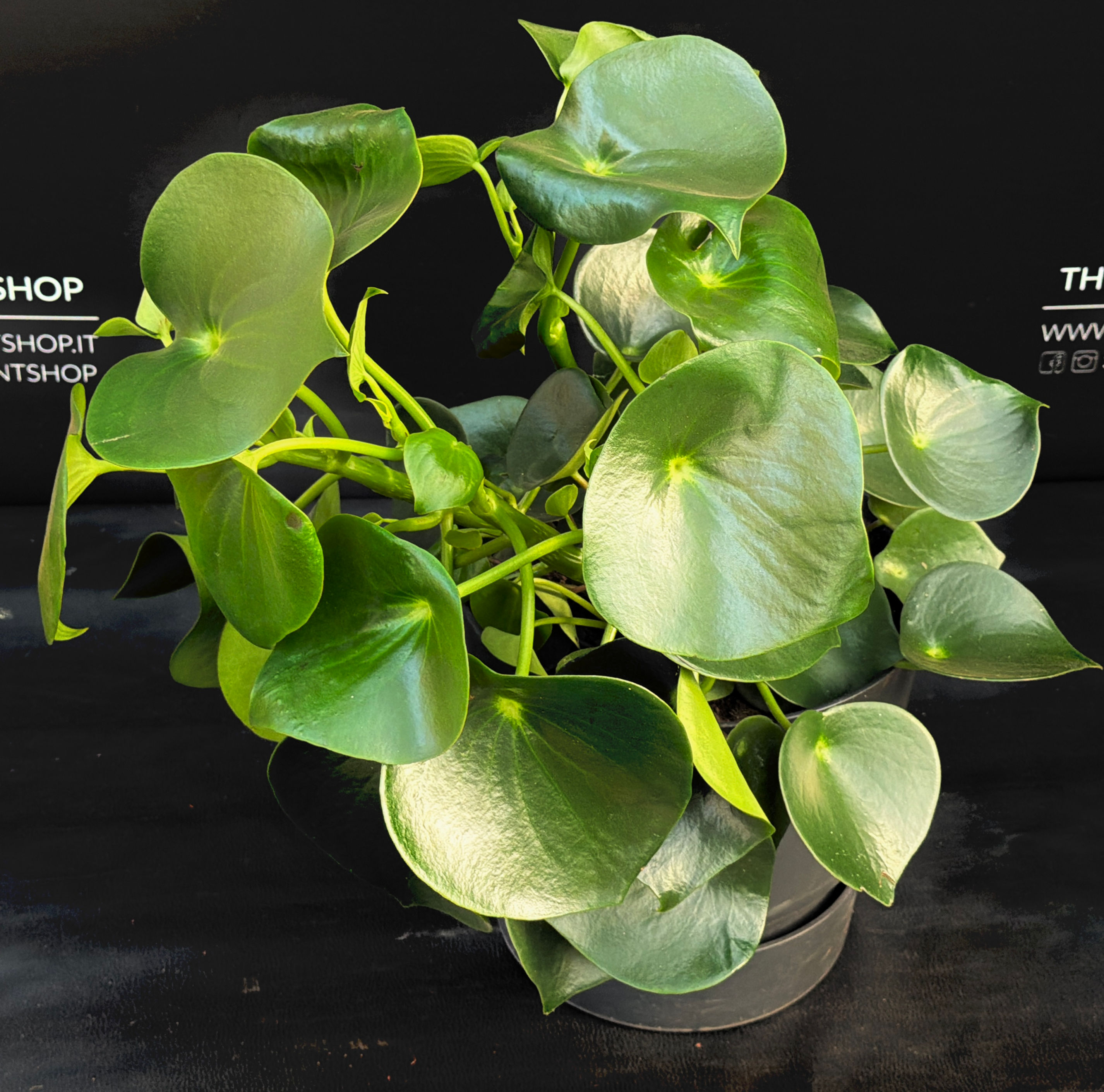 PEPEROMIA RAINDROP XL