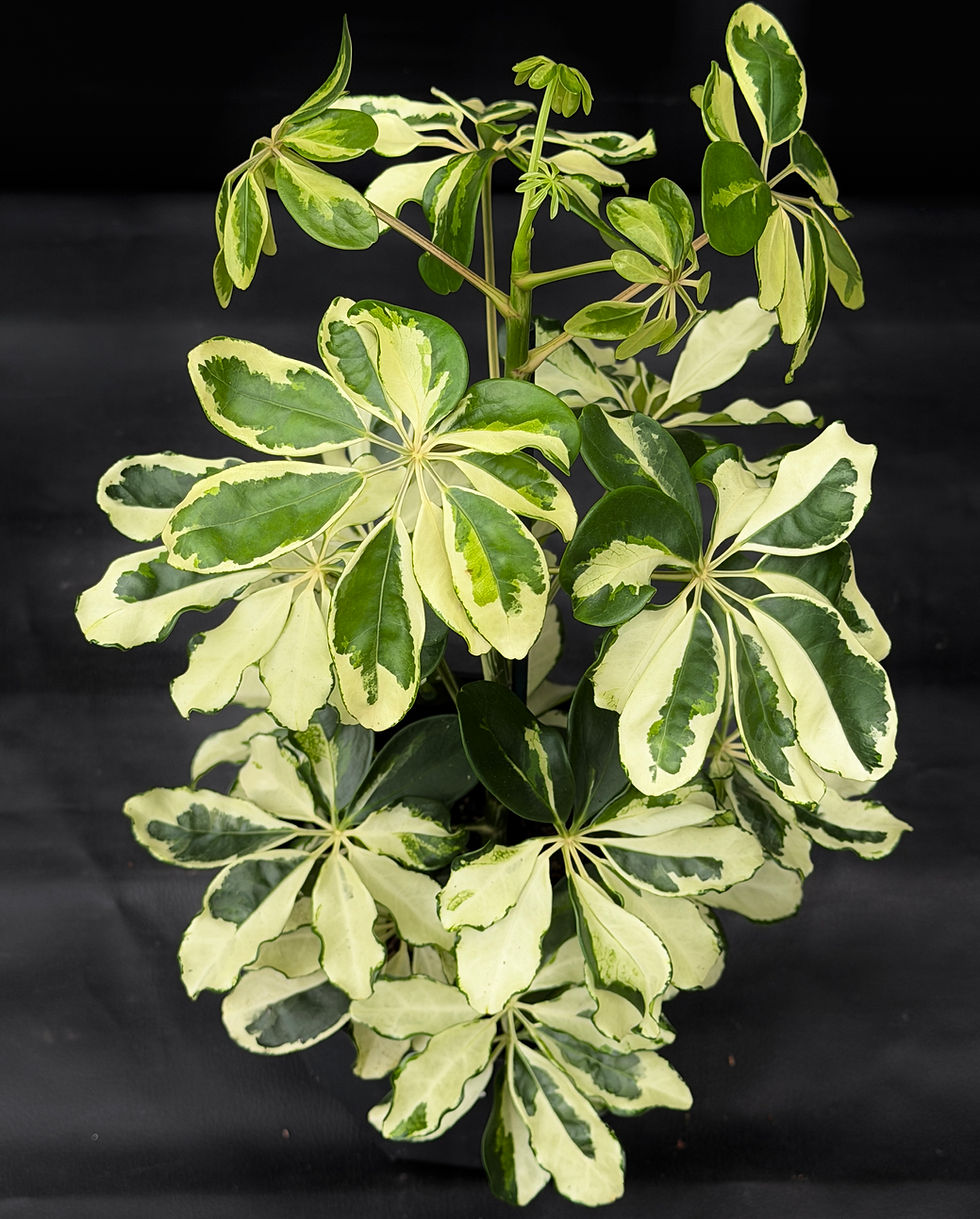 Miniatura: SCHEFFLERA CHARLOTTE LARGE