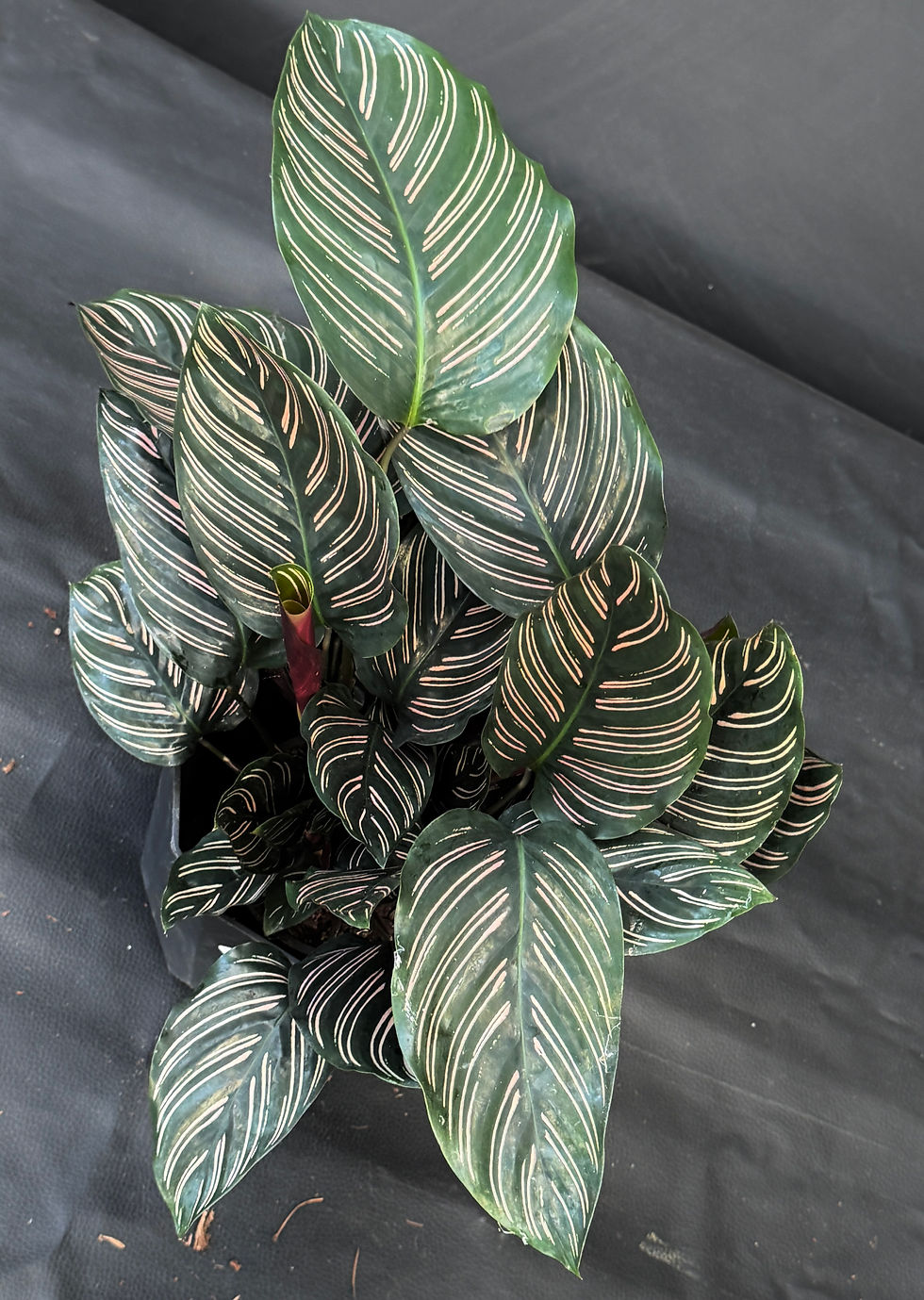 Miniatura: CALATHEA ORNATA