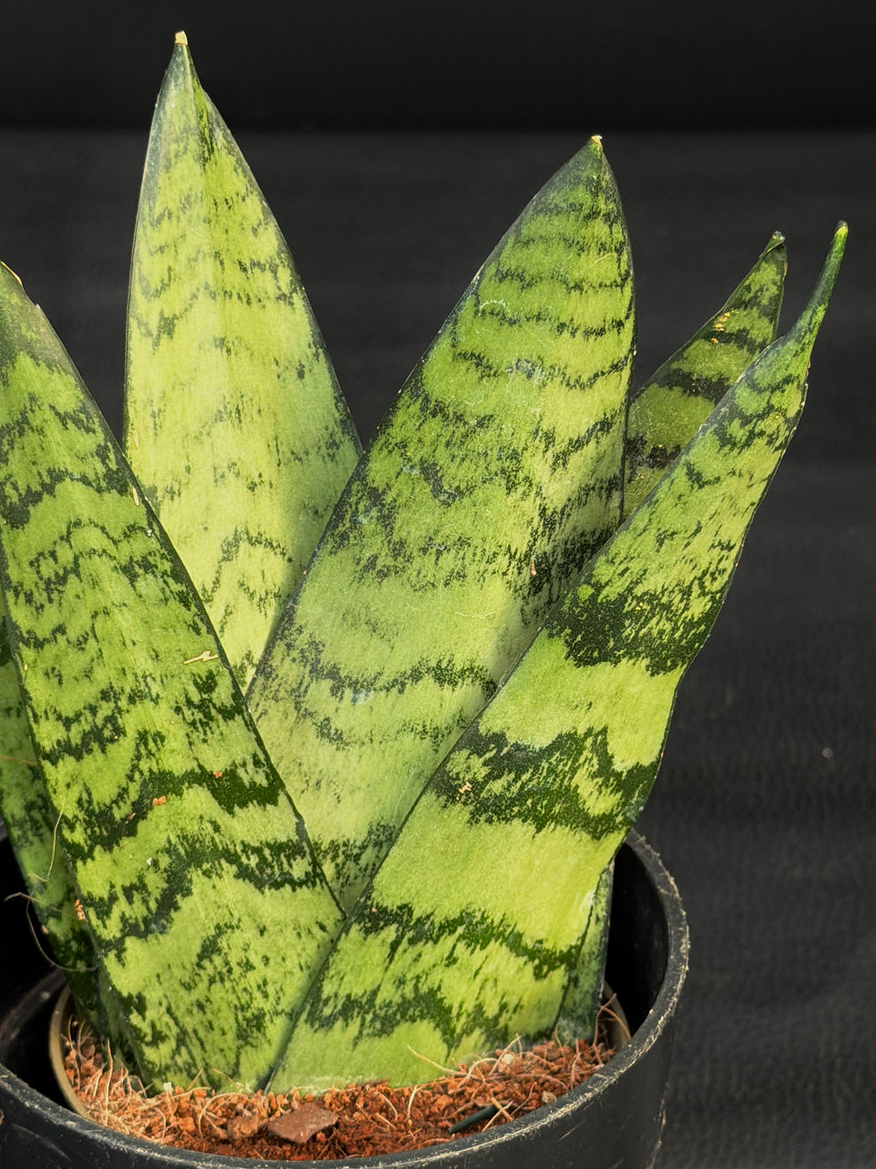 Miniatura: SANSEVERIA FUN BUN SMALL