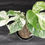 Miniatura: MONSTERA ALBO VARIEGATA SUPER WHITE J1