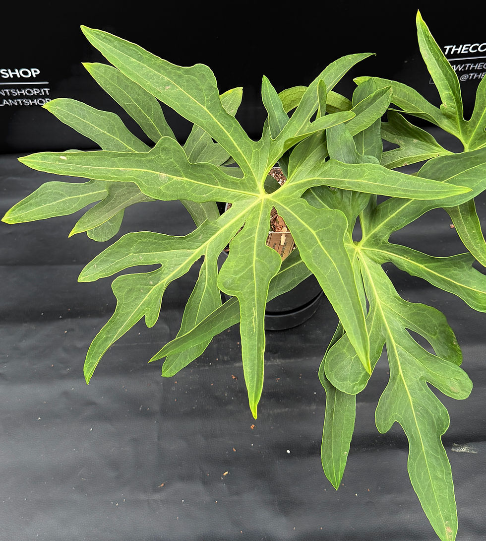 Thumbnail: ANTHURIUM PODOPHYLLUM  XL4
