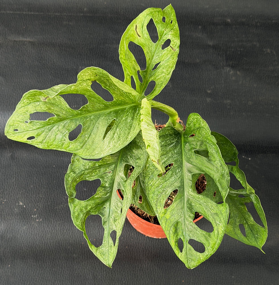 Miniatura: MONSTERA ADANSONII MINT