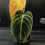 Miniatura: PHILODENDRON MELANOCRYSUM