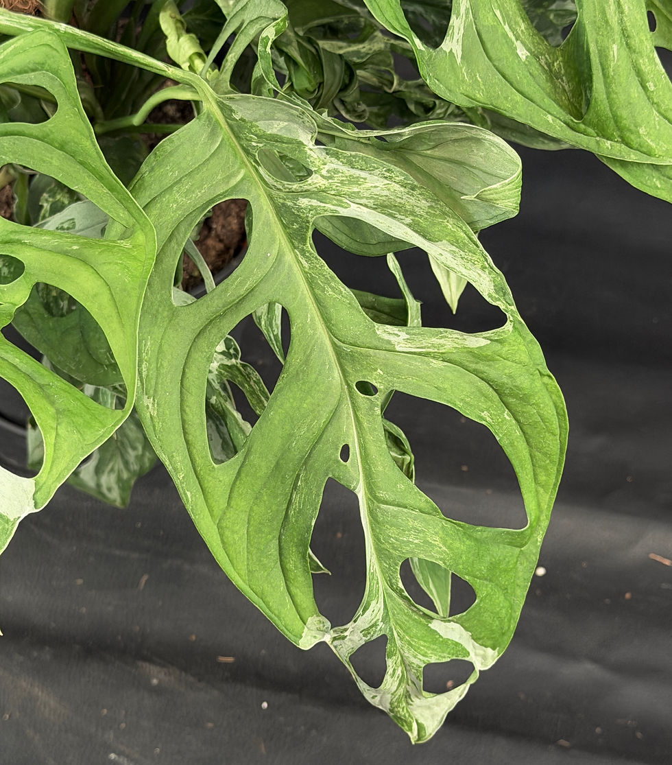 Miniatura: MONSTERA INDONESIAN MARBLE XL K2