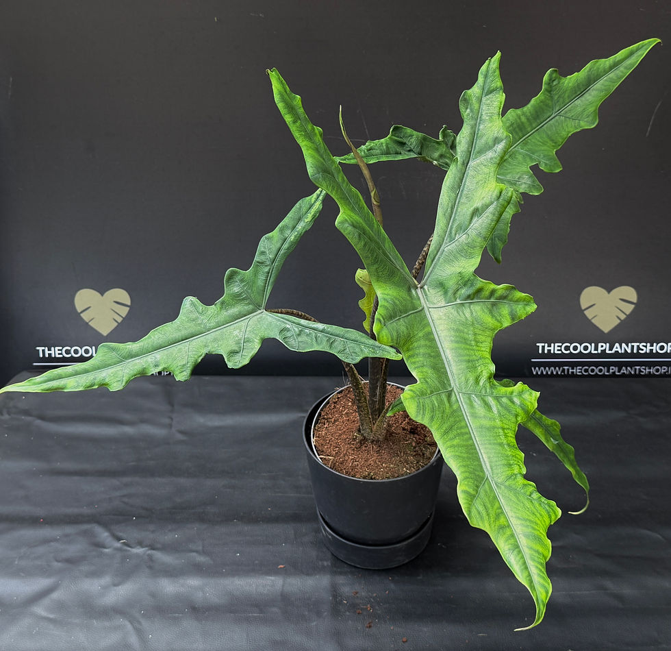Miniatura: ALOCASIA SABRINA NARROW XL