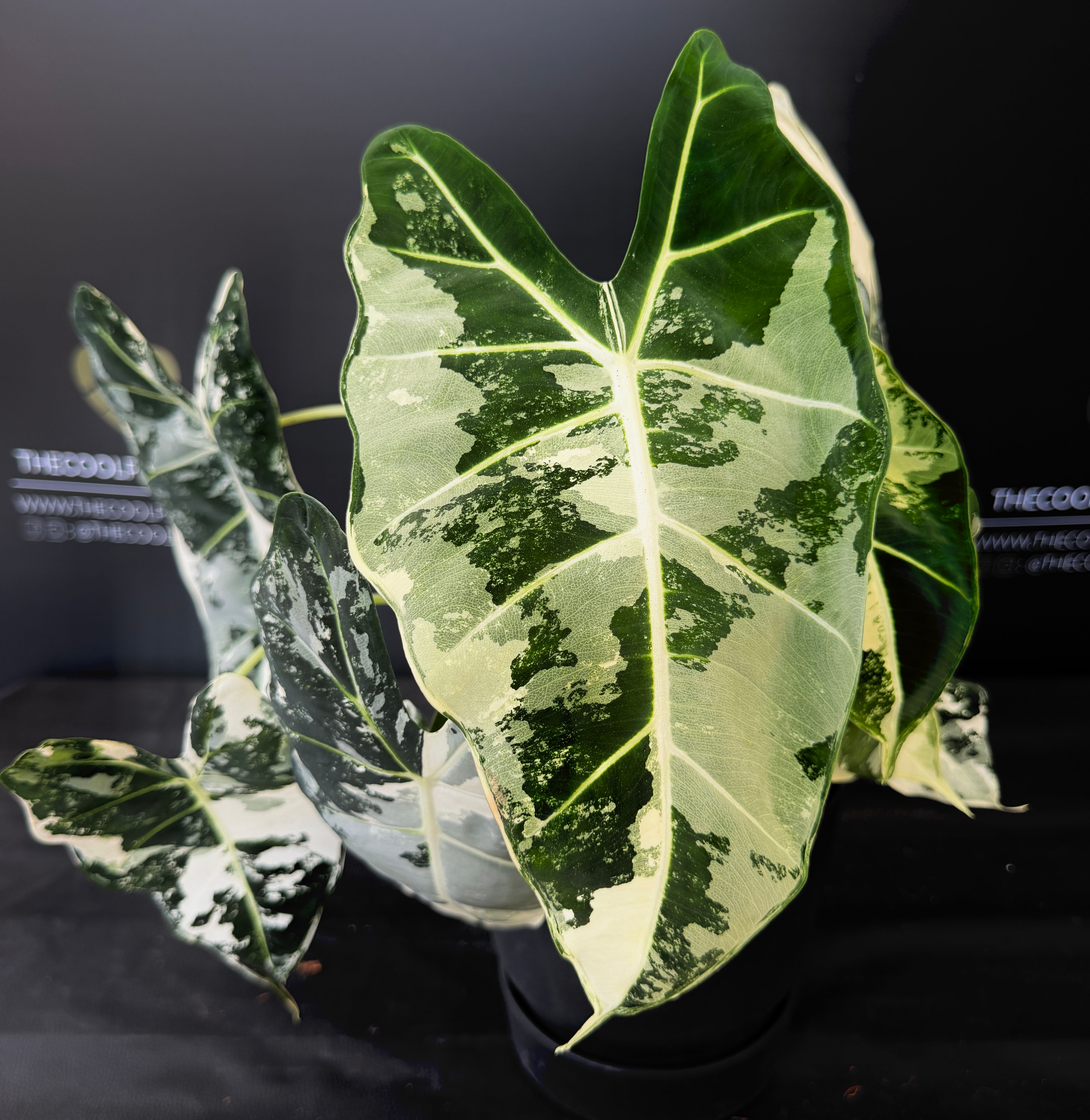 ALOCASIA FRYDEK VARIEGATED GIANT 1