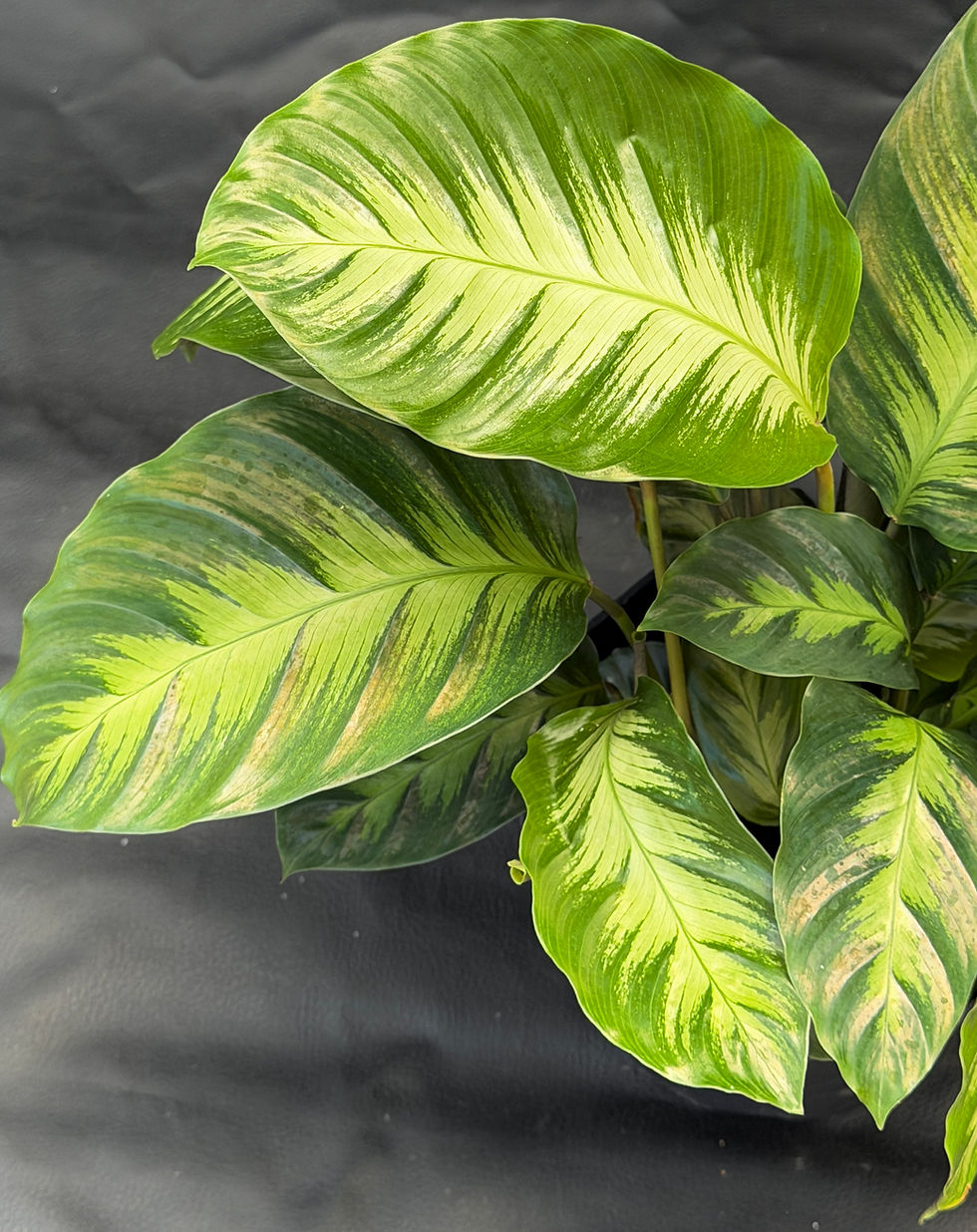 Miniatura: CALATHEA MISTO