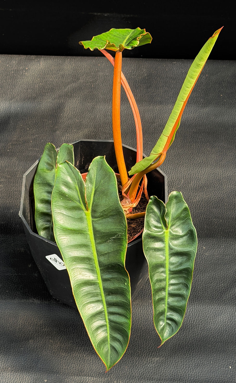 Miniatura: PHILODENDRON BILLIETIAE