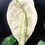 Miniatura: ANTHURIUM FORGETII X NIGROLAMINUM