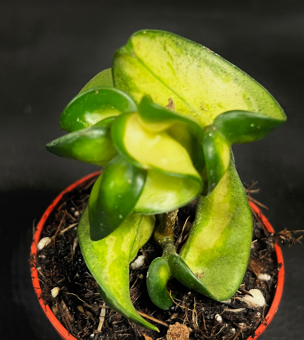 Miniatura: HOYA COMPACTA MAUNA LOA SMALL