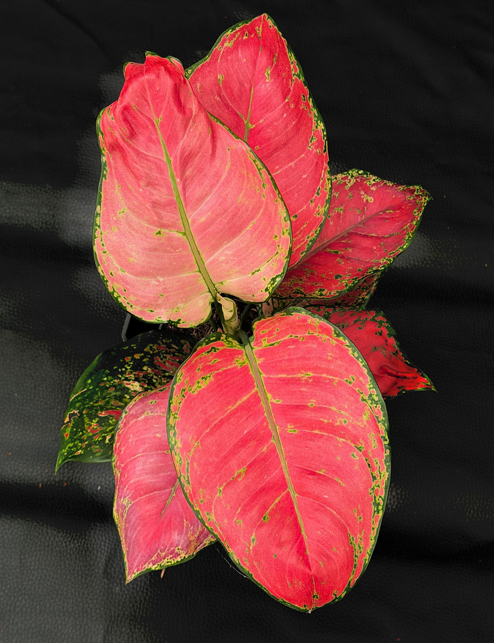 Miniatura: AGLAONEMA RED JOY