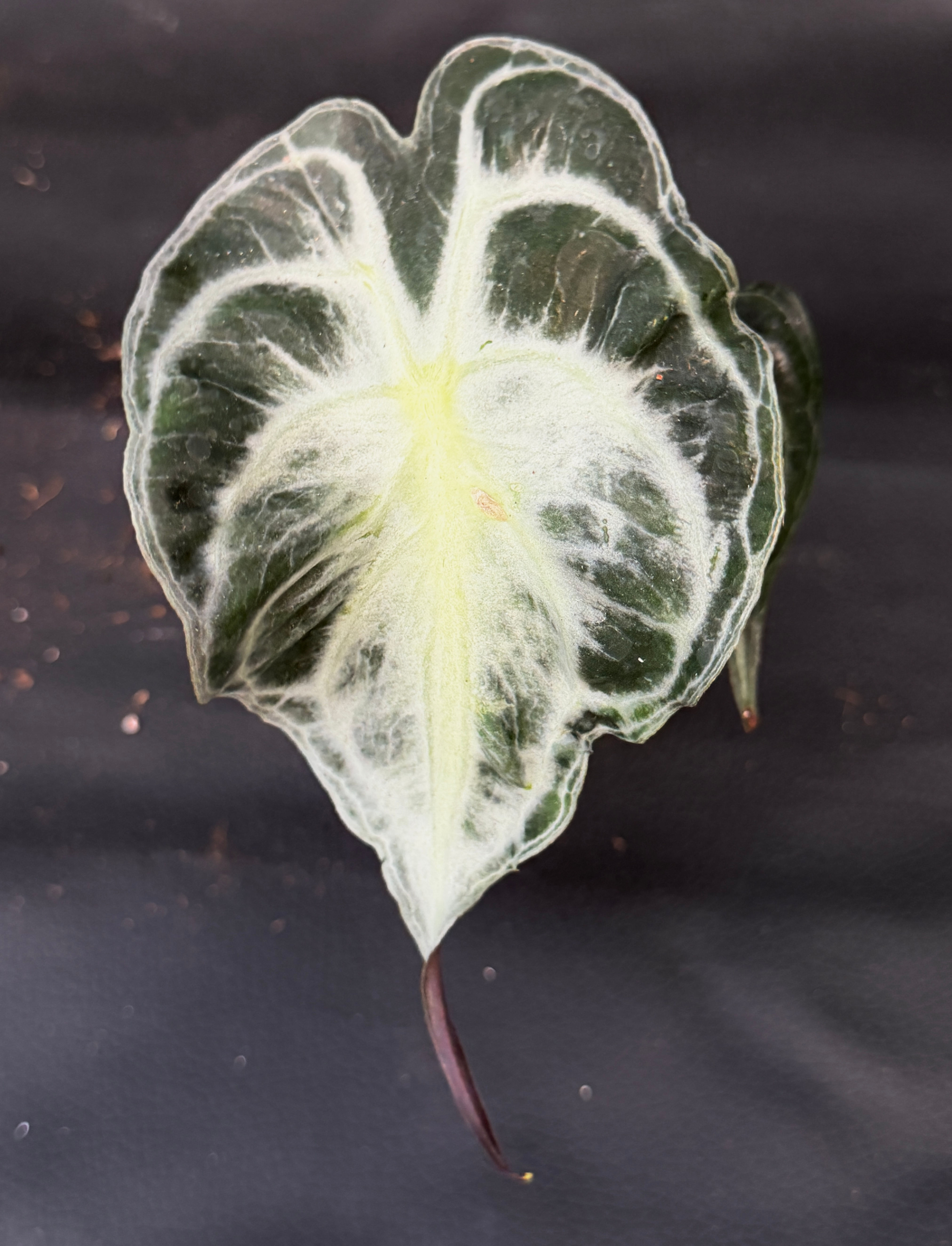 ALOCASIA VENOM SMALL P2