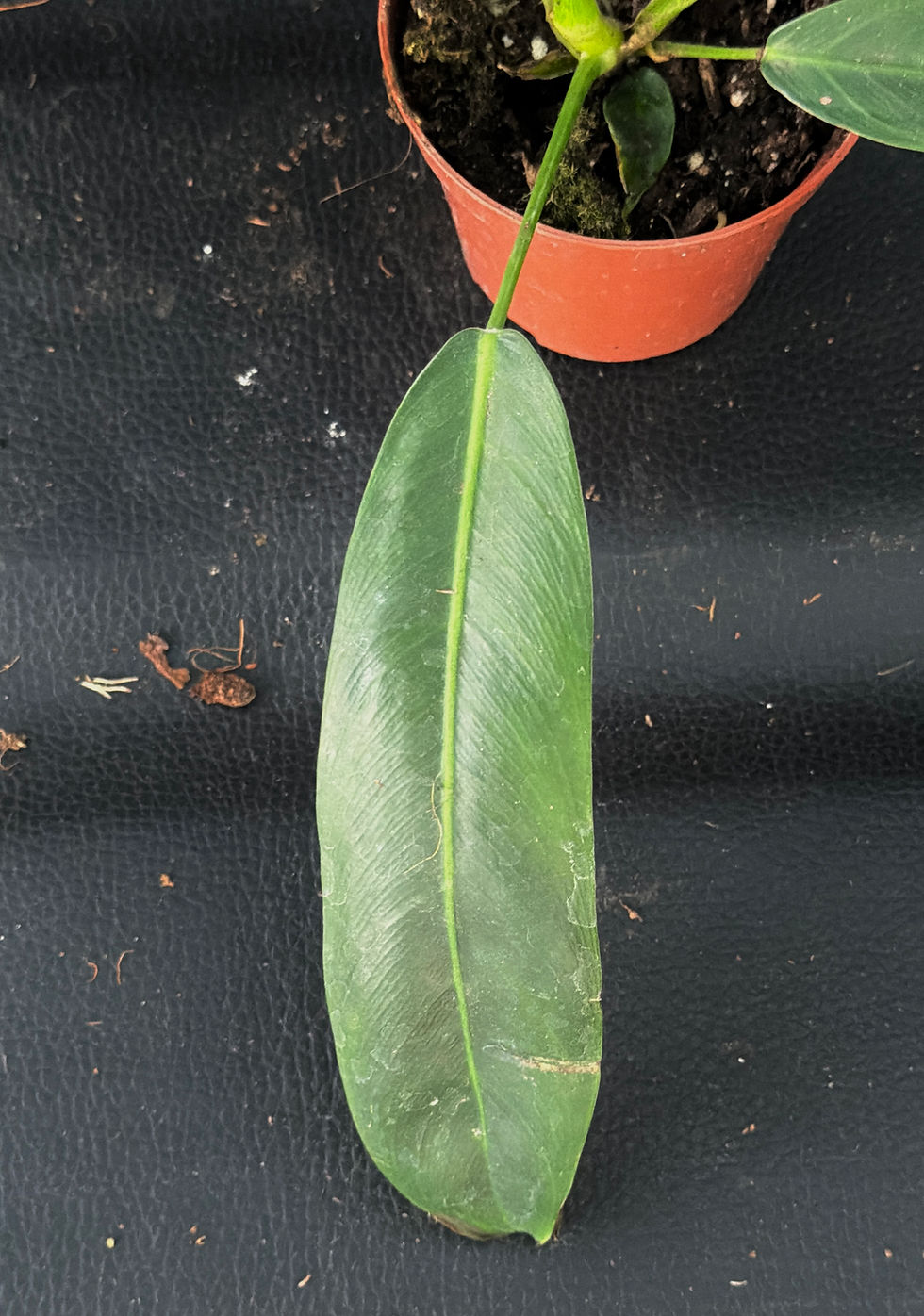 Miniatura: PHILODENDRON PATRICIAE K2