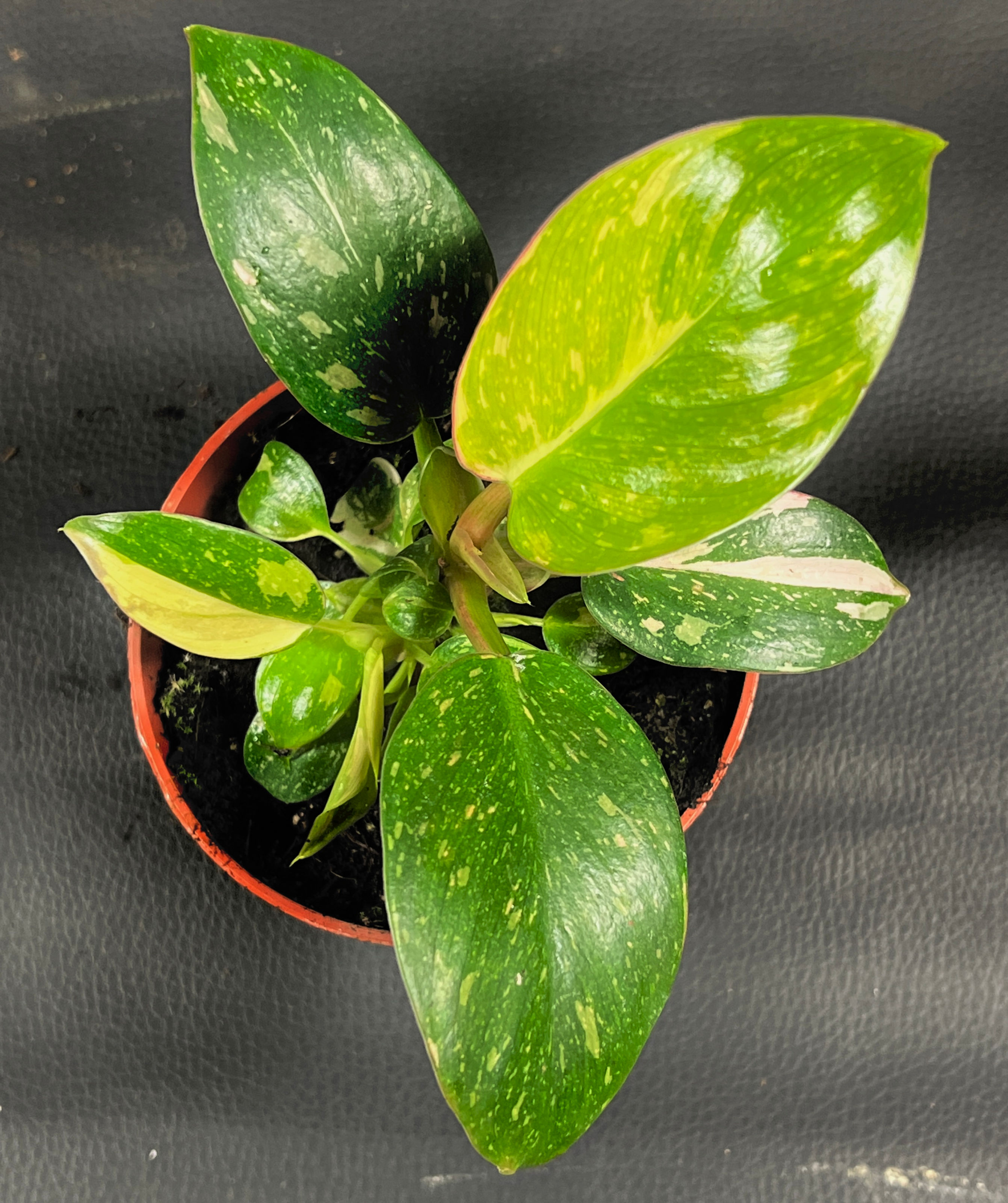 PHILODENDRON GREEN CONGO HYBRID K3