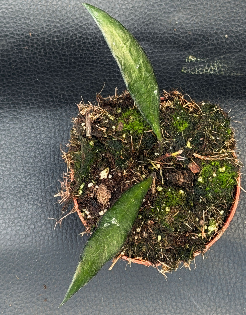 Miniatura: HOYA RED MOON