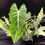 Thumbnail: ALOCASIA FRYDEK XL
