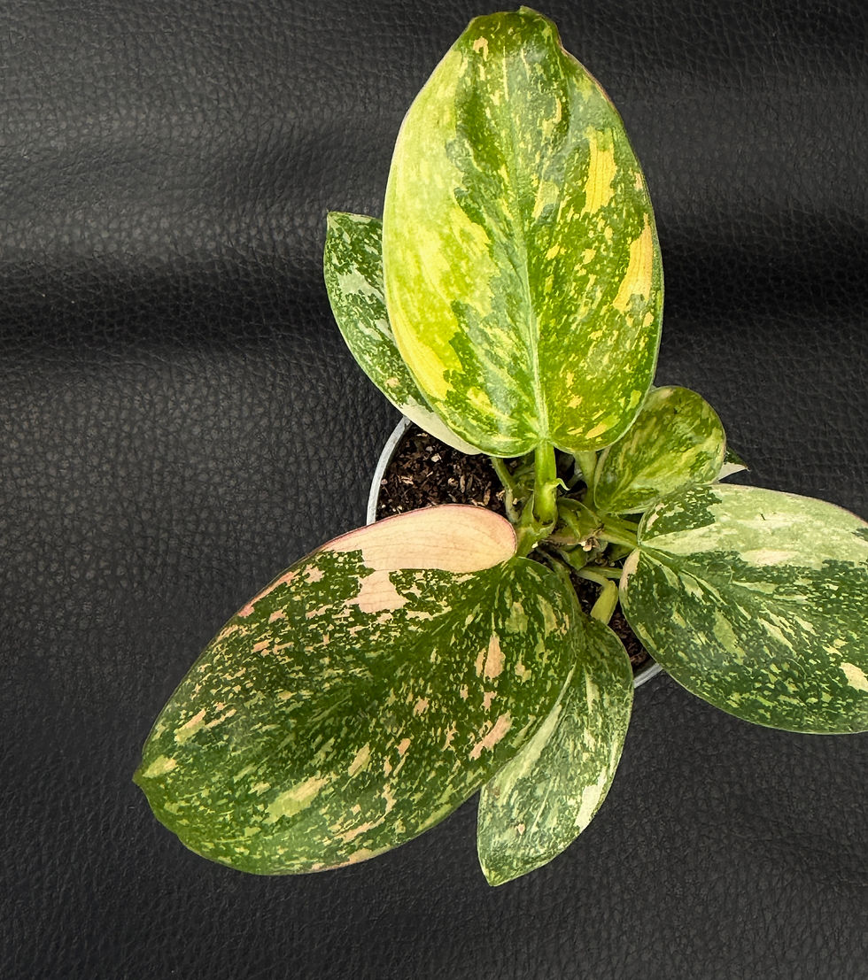 Miniatura: PHILODENDRON GREEN CONGO VARIEGATA BABY