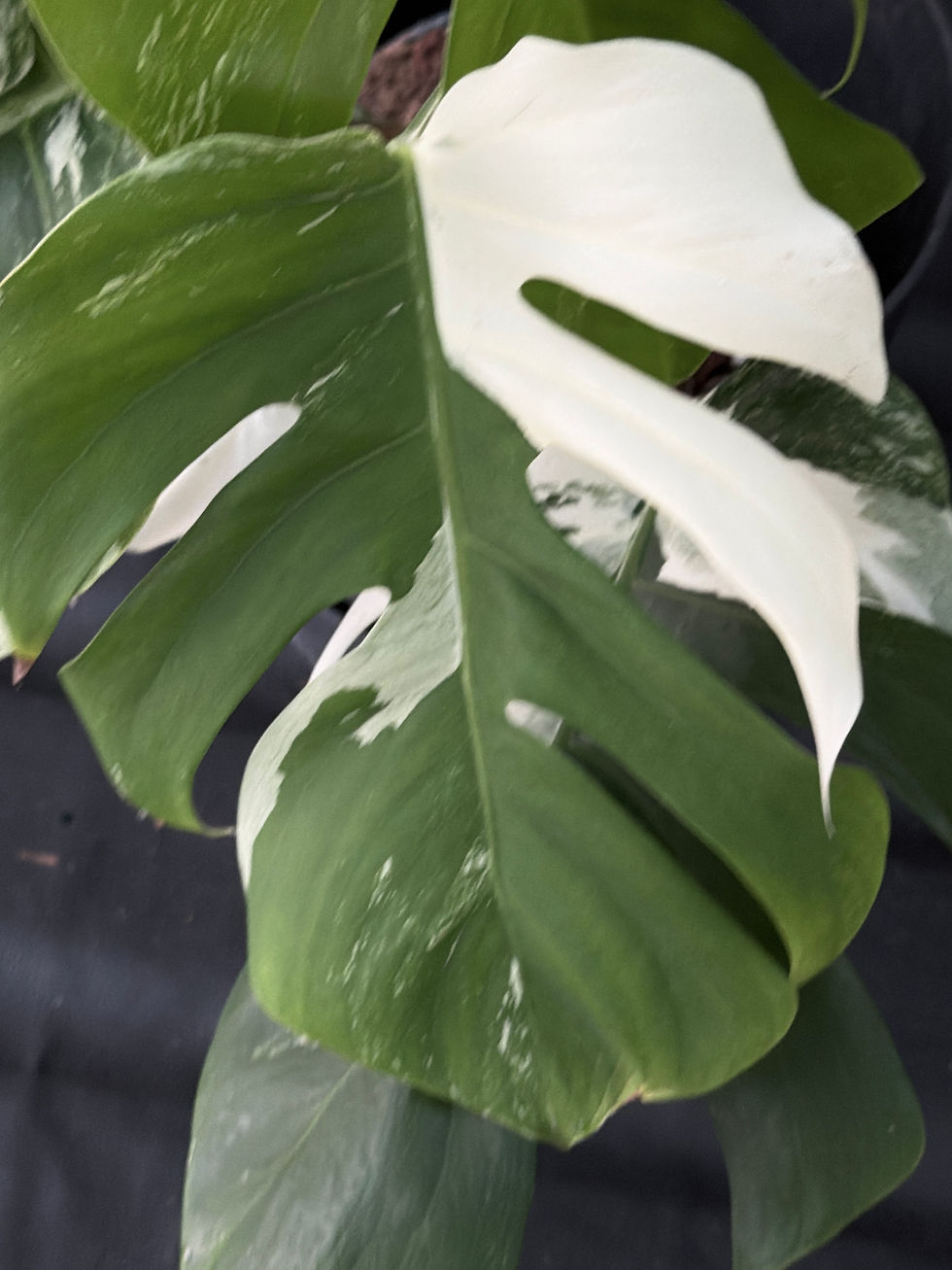 Miniatura: MONSTERA ALBO VARIEGATA SUPER WHITE  XL12