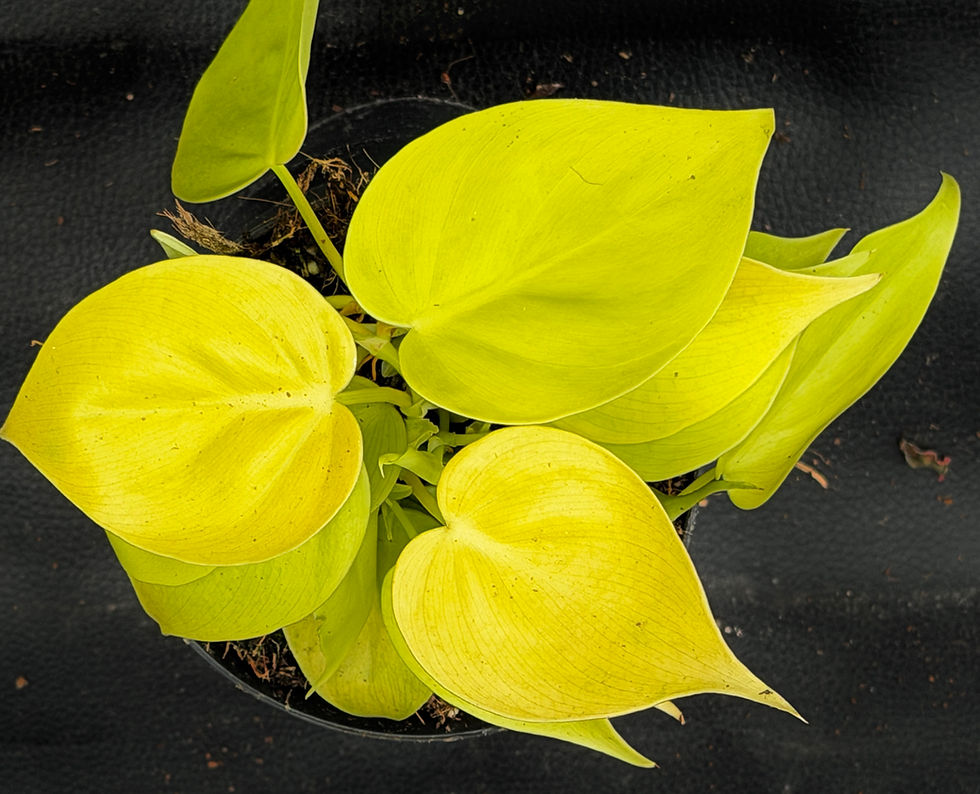 Miniatura: PHILODENDRON MICANS LIME