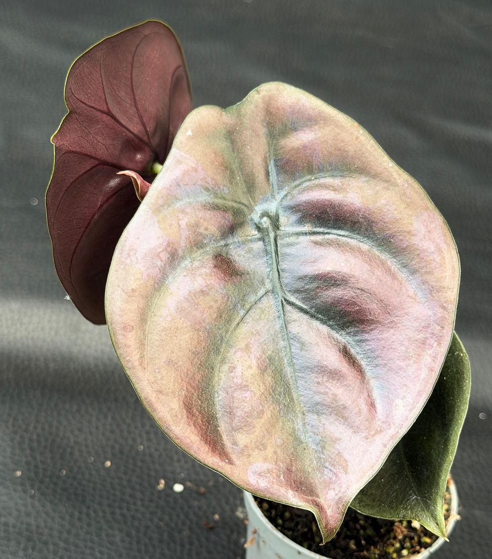 Miniature : ALOCASIA CUPREA RED SECRET BABY
