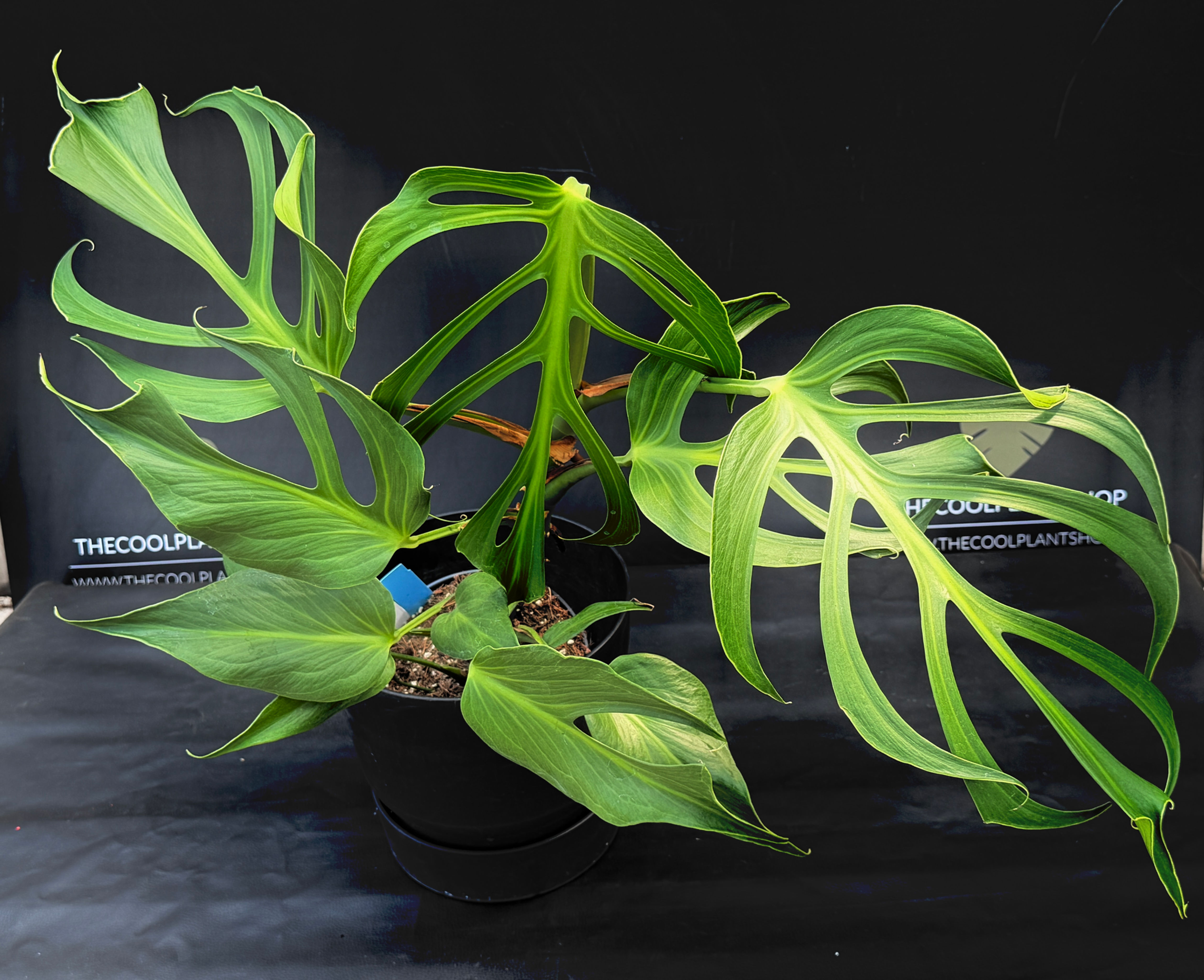 MONSTERA BURLE MARX FLAME XL 1