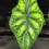 Thumbnail: ALOCASIA BAGINDA DRAGON SCALE