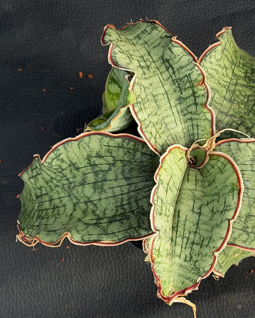Miniatura: SANSEVERIA KIRKII SILVER BLUE