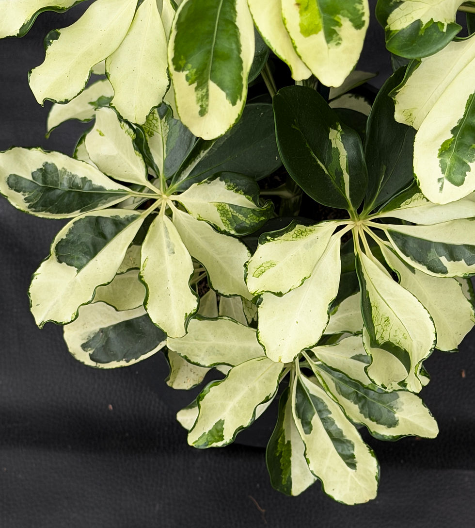 Miniatura: SCHEFFLERA CHARLOTTE LARGE