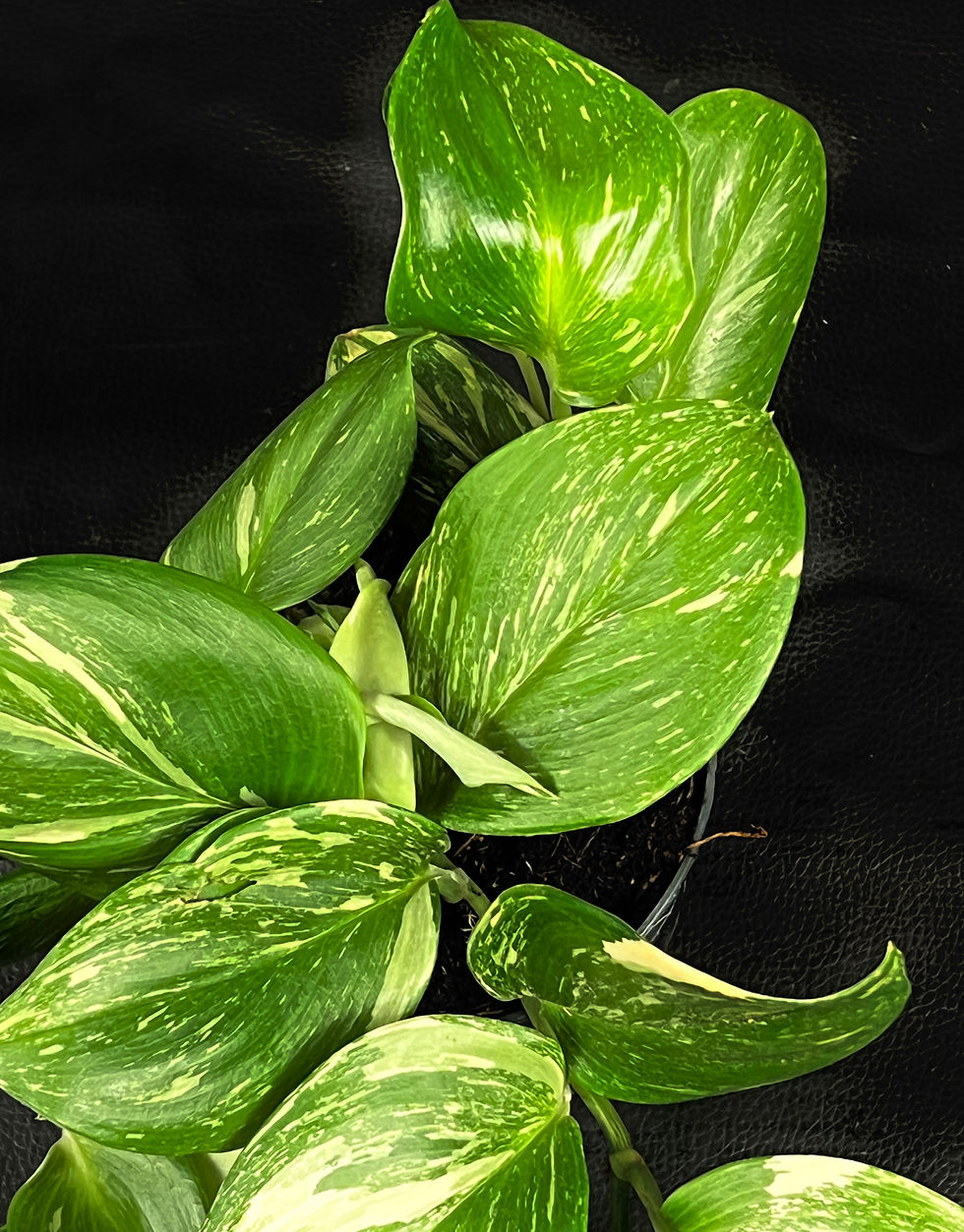 Miniatura: SCINDAPSUS RUBICON