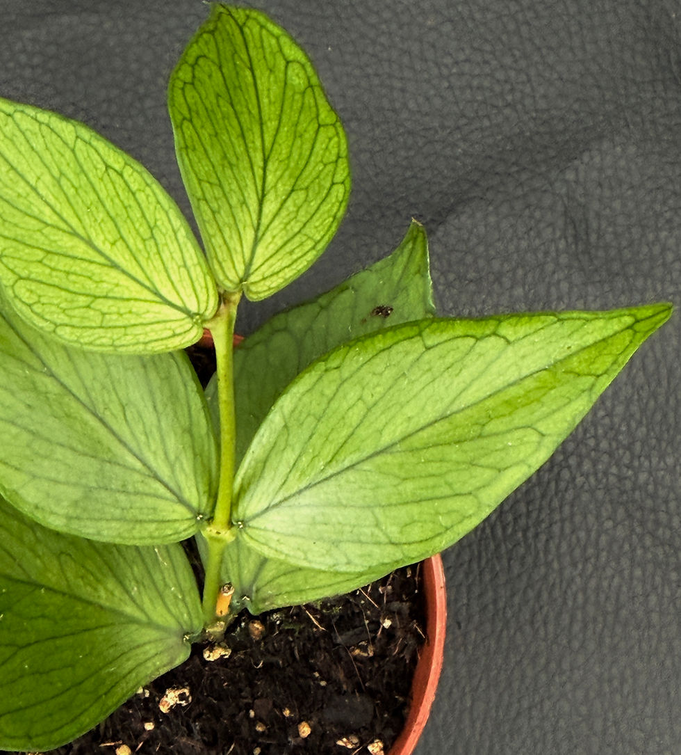 Miniatura: HOYA POLYNEURA SMALL