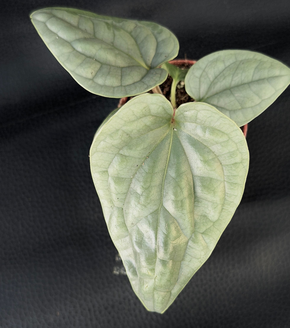 Miniatura: ANTHURIUM LUXURIANS BABY