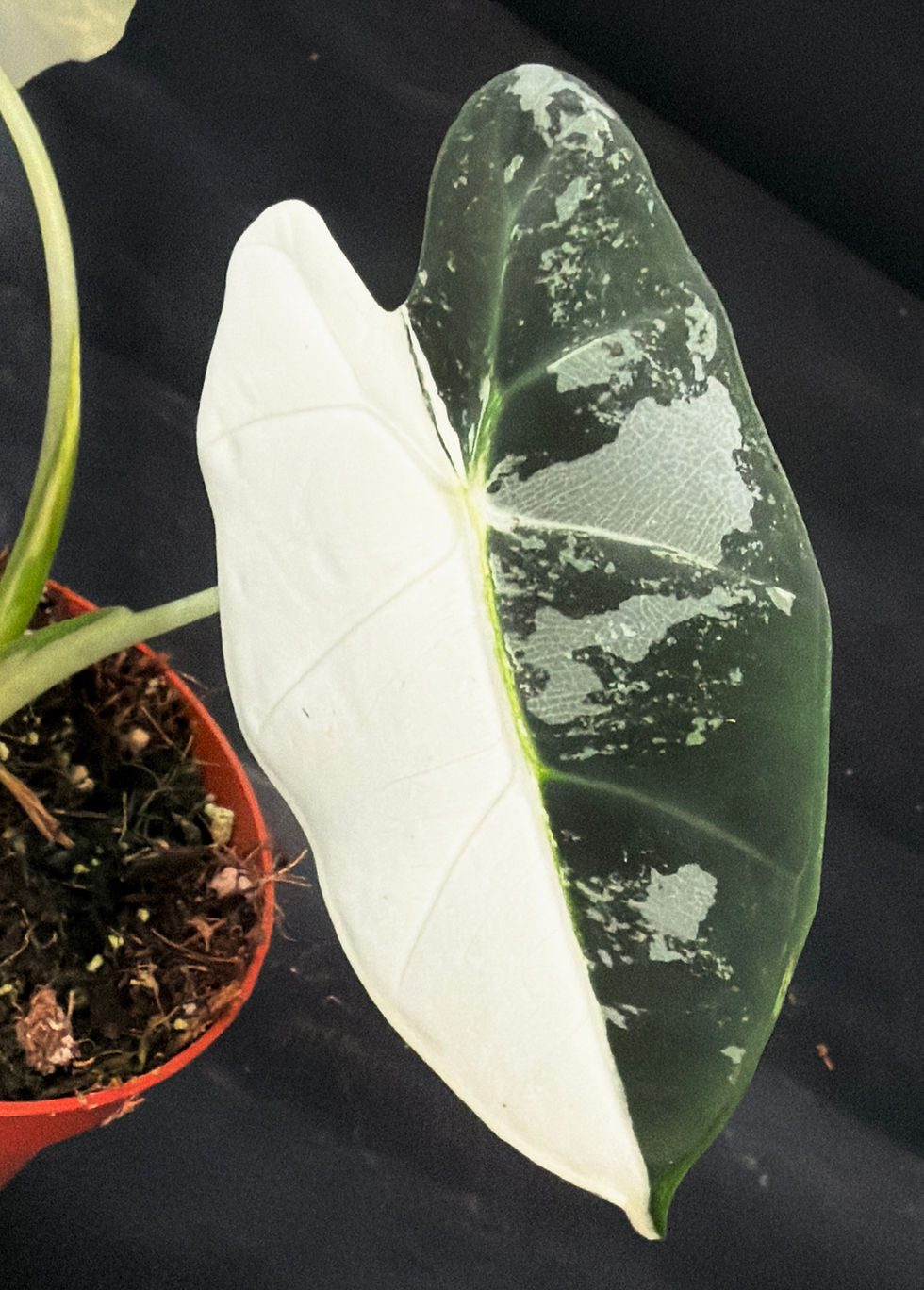 Miniatura: ALOCASIA FRYDEK VARIEGATED P1