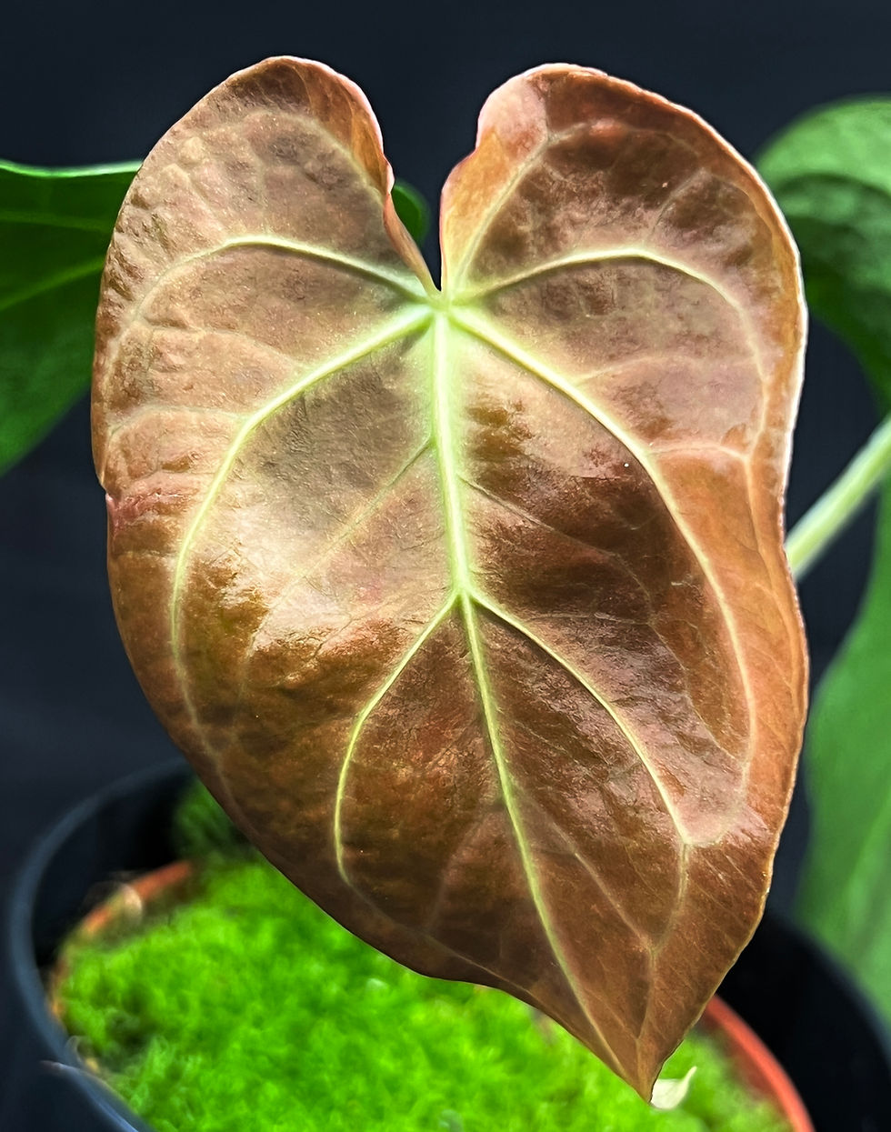 Miniatura: ANTHURIUM MAGNIFICUM