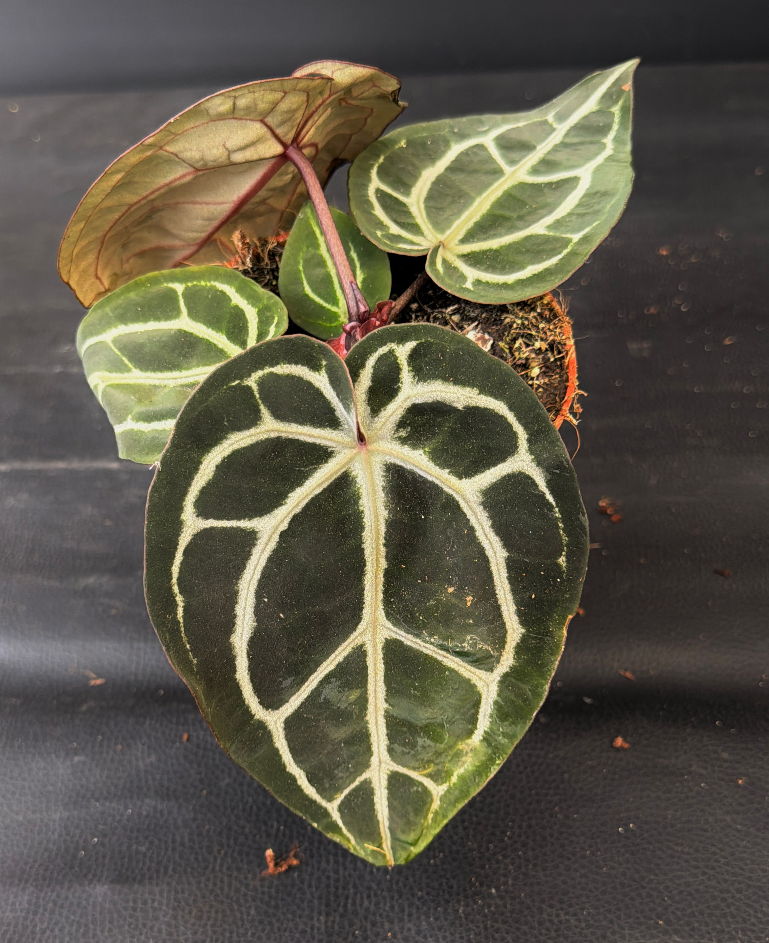 ANTHURIUM PINK BLUSH 5
