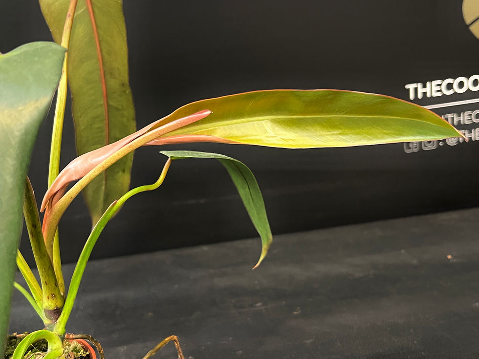 Miniatura: PHILODENDRON SPIRITUS SANCTI
