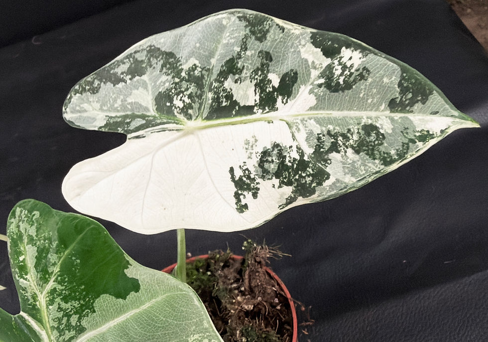 Miniatura: ALOCASIA FRYDEK VARIEGATED V5