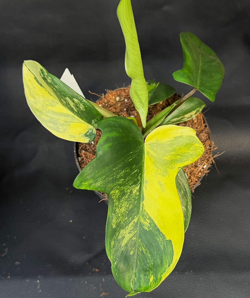 Miniatura: PHILODENDRON FLORIDA BEAUTY 7