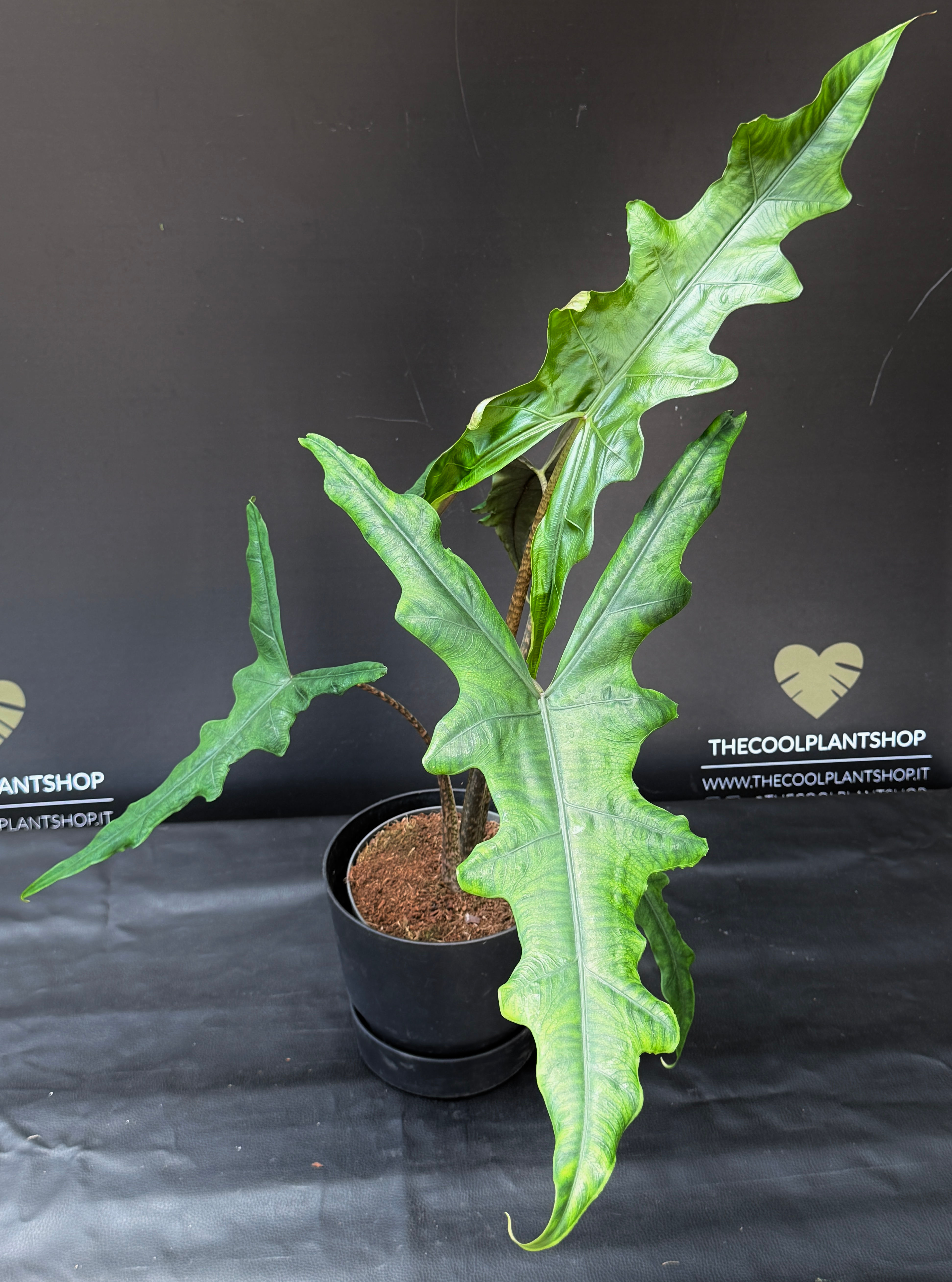 ALOCASIA SABRINA NARROW XL