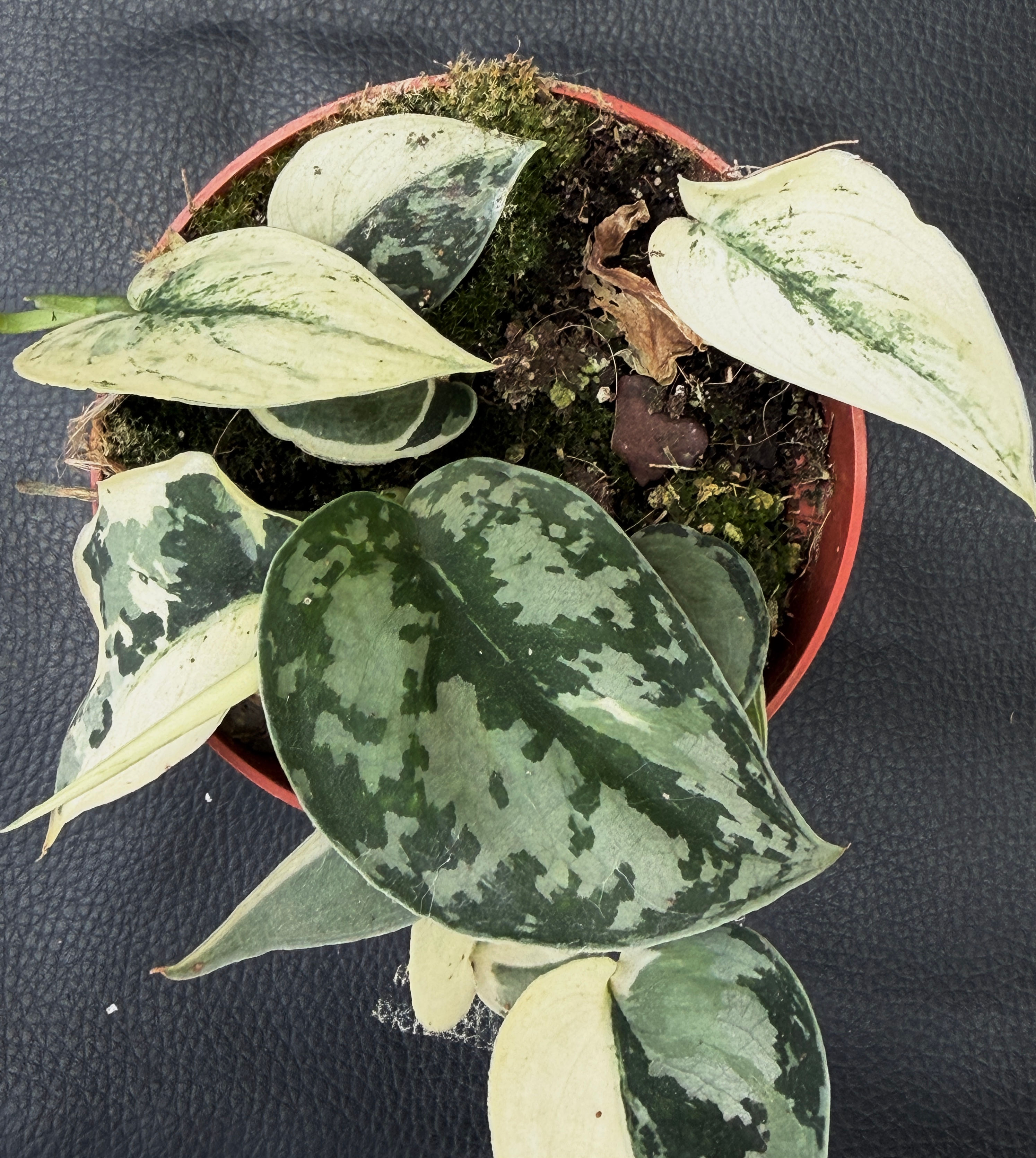 SCINDAPUS MAYARI VARIEGATED 1