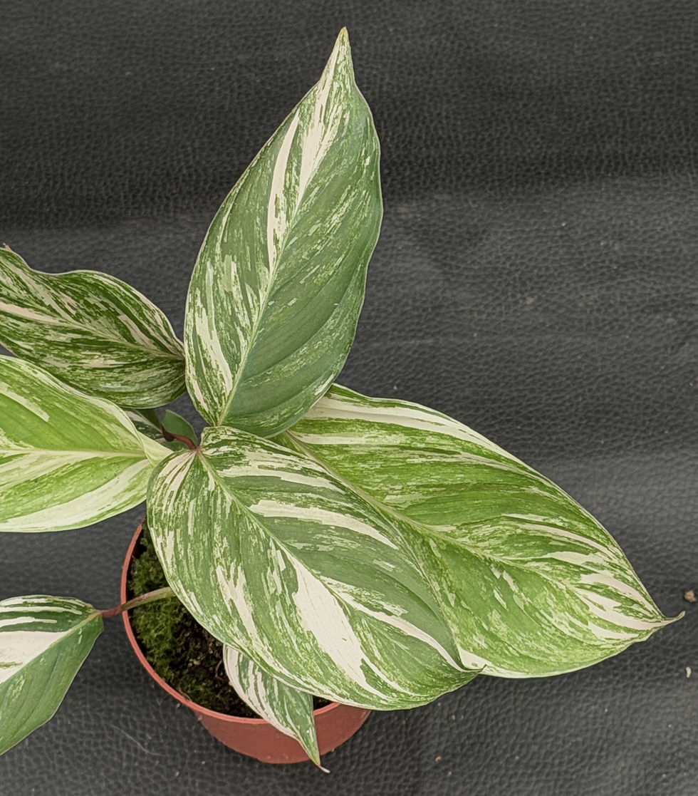 Miniature : CALATHEA GLAZA