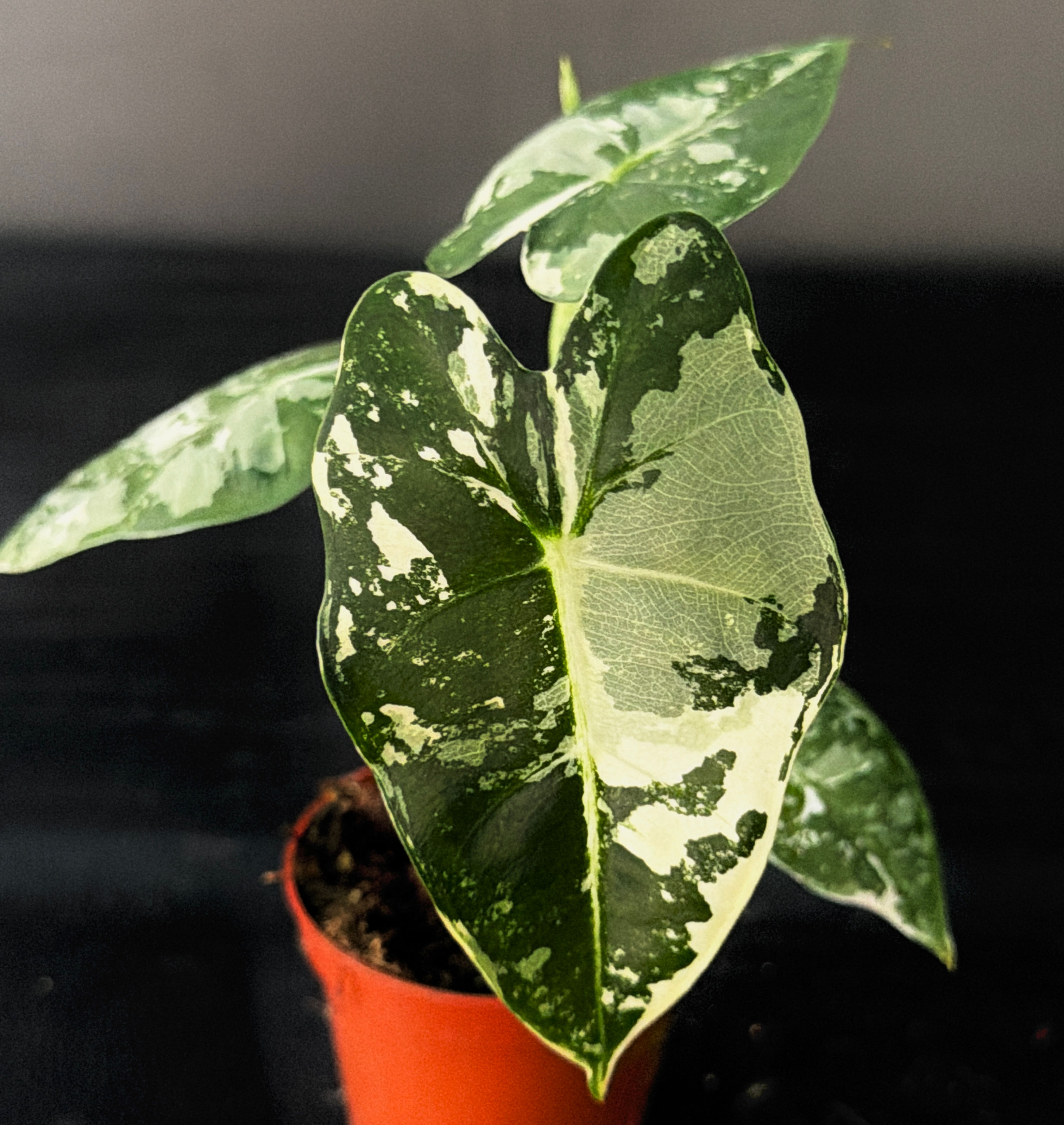 ALOCASIA FRYDEK VARIEGATED 12