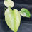 Miniatura: MONSTERA MINT SMALL F2