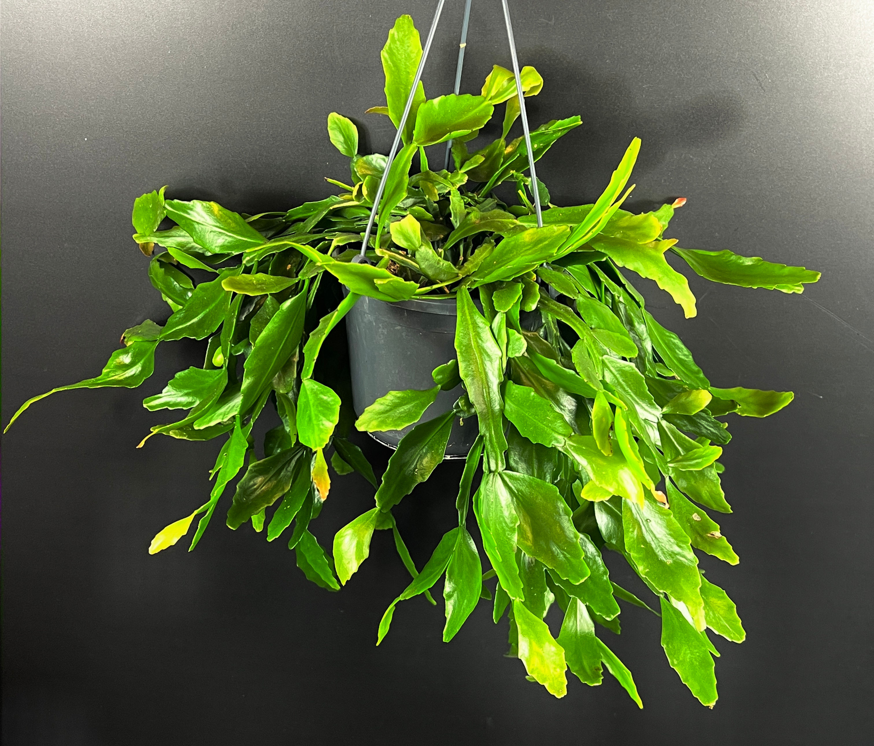 RHIPSALIS CRISPATA XL BASKET