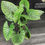 Miniatura: ALOCASIA LUCKY ONE LARGE