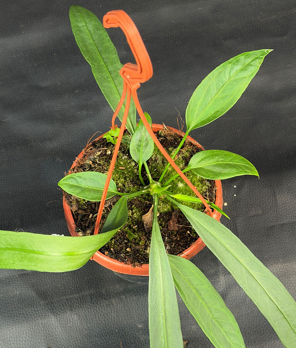 Miniatura: ANTHURIUM VITTARIFOLIUM LARGE BASKET K4
