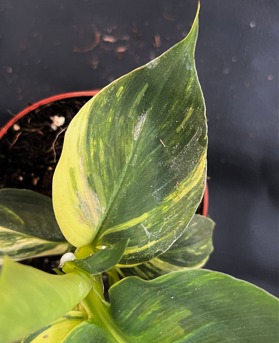 Miniatura: MUSA AUREA F1