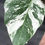 Thumbnail: MONSTERA ALBO VARIEGATA SNOW WHITE 4