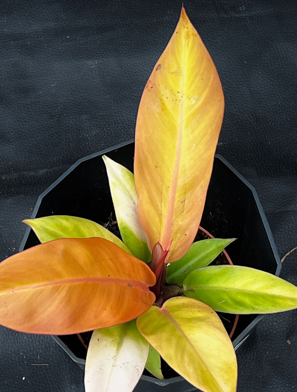 Thumbnail: PHILODENDRON PRINCE OF ORANGE