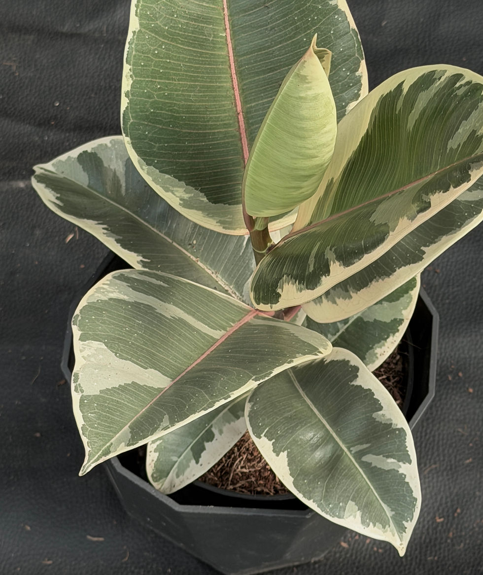 Miniatura: FICUS ELASTICA TINEKE LARGE